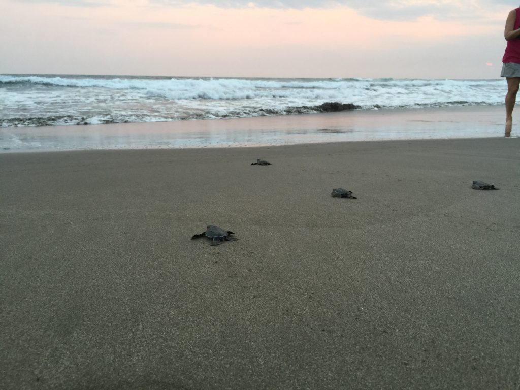 releasing baby turtles into the ocean