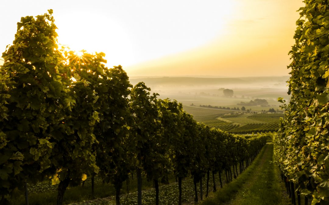 When Language knows no barrier to friendship: An Italian family dinner in Tuscany
