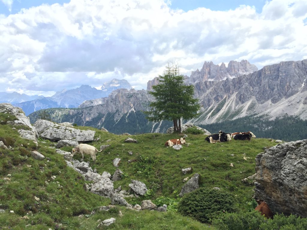 Cows grazing in the high alpine meadows of Passo Giau