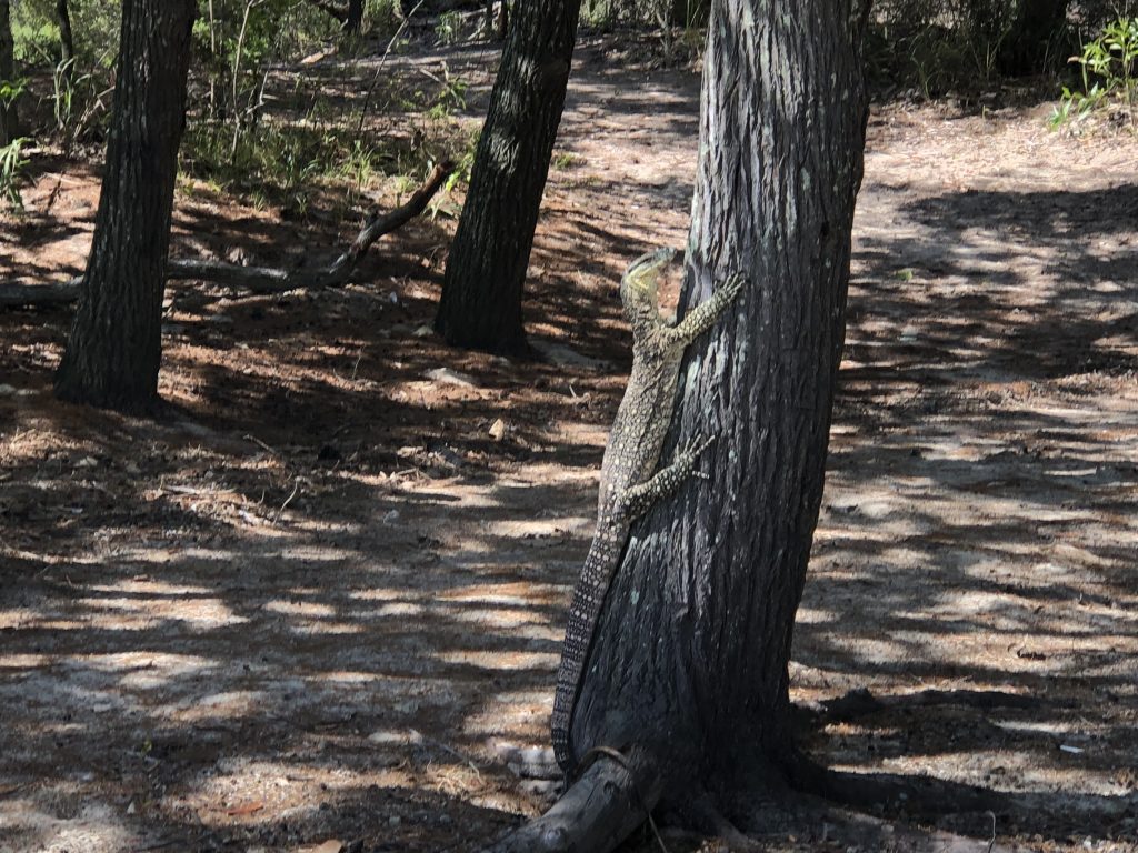 A goanna perches on a tree trunk while exploring the wilderness during a safari in Australia