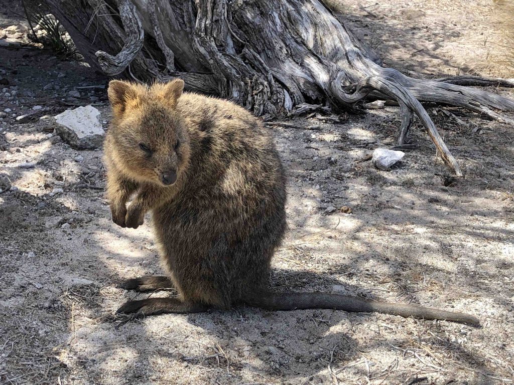 A quokka