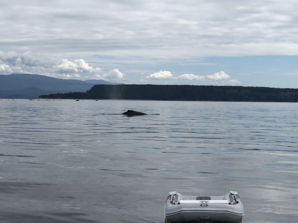Orcas rounding Spitsbury Point