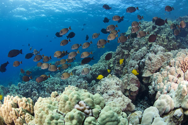 Snorkeling Kealakekua Bay & Visiting the Captain Cook Monument: A Perfect Day Hike Trip from Kona