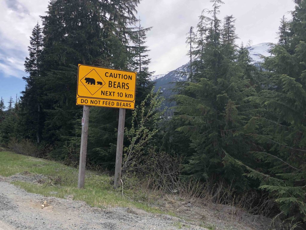 "Caution Bears" road sign along a forested road