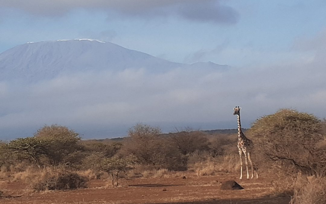 How to go on a safari during the pandemic