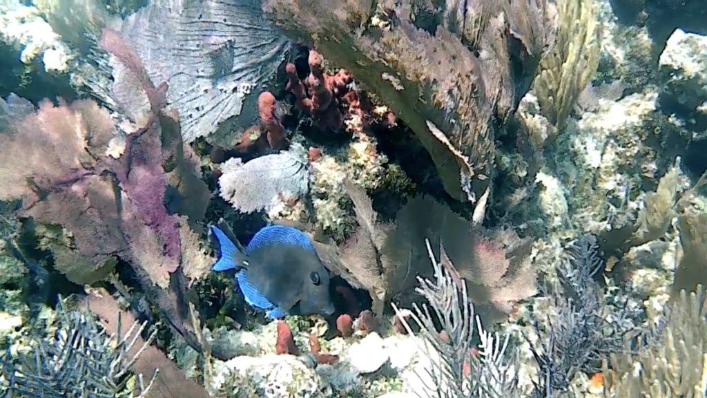 a beautiful blue fish in a clear reef