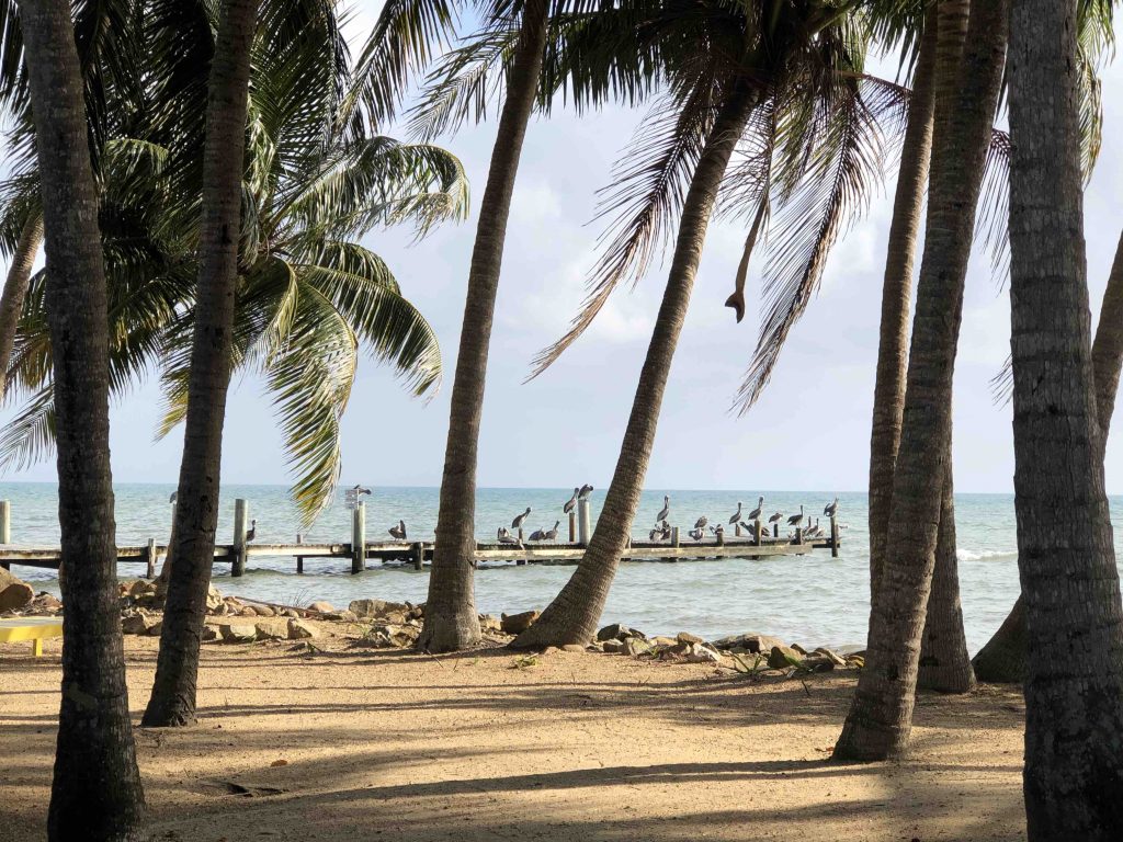 Pelicans at Dangriga