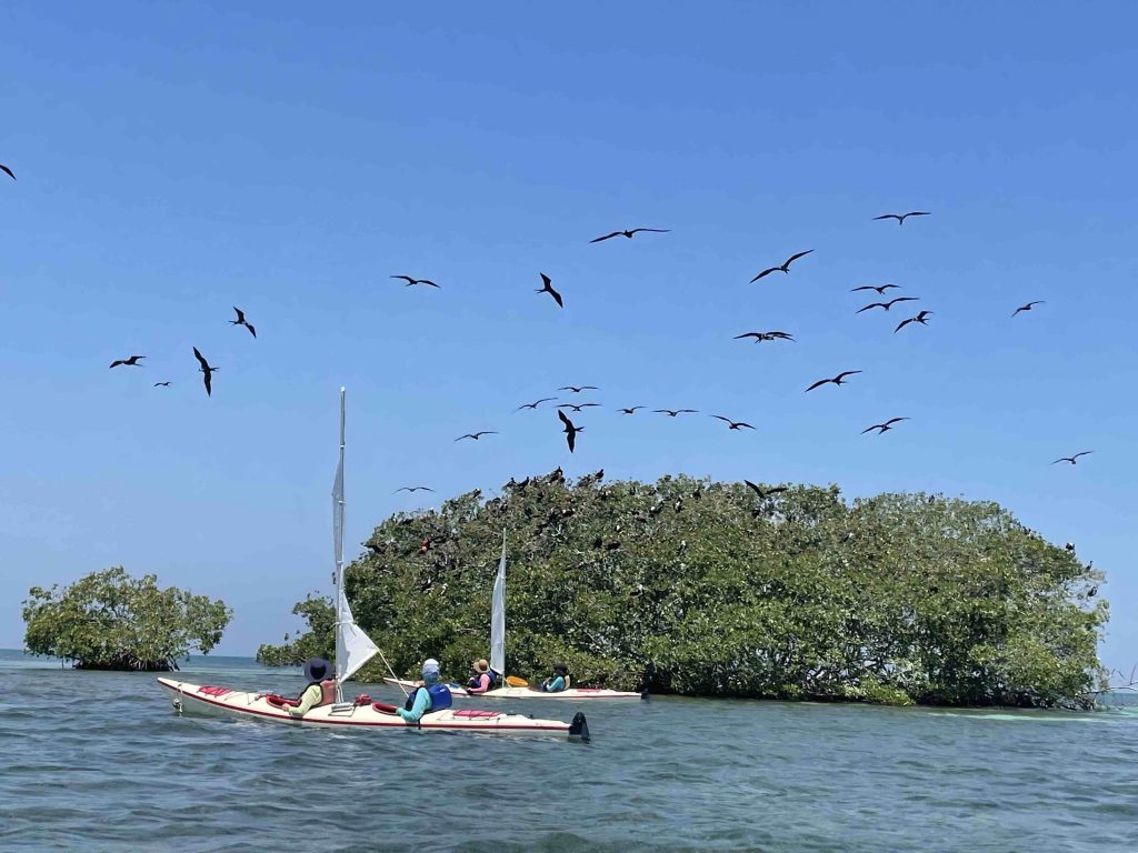 Island birds in Tobacco Caye 