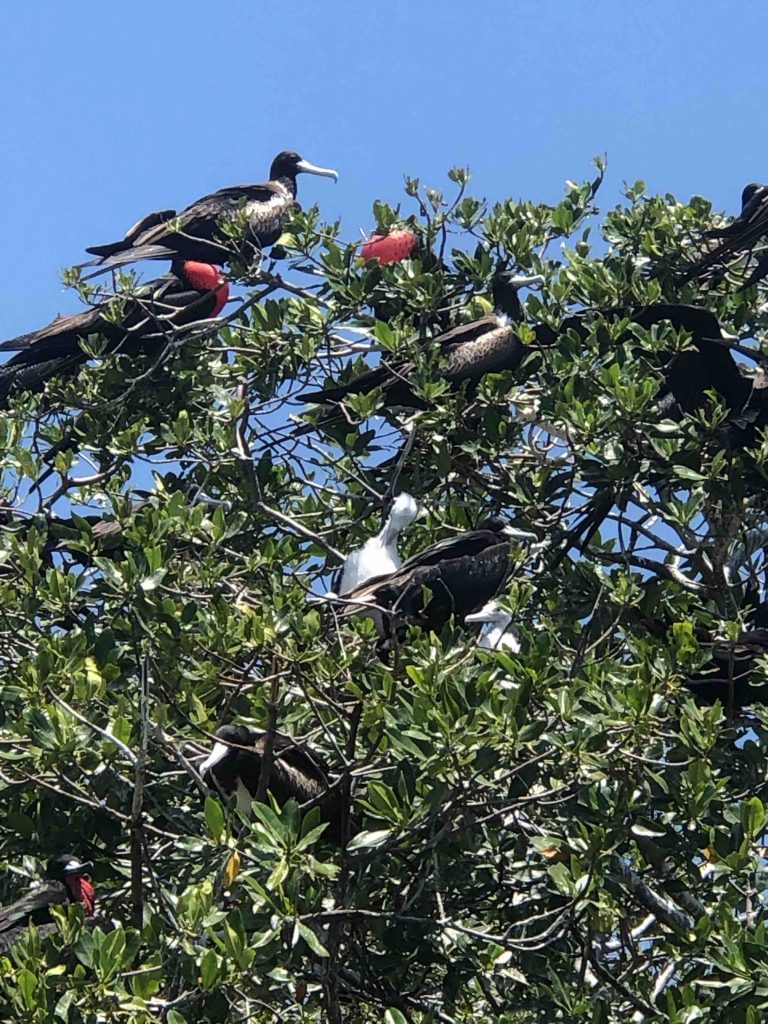 Close-up photo of resting birds on an island