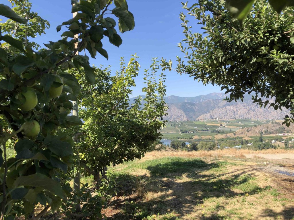 Cheval Cellars Winery, WA orchard