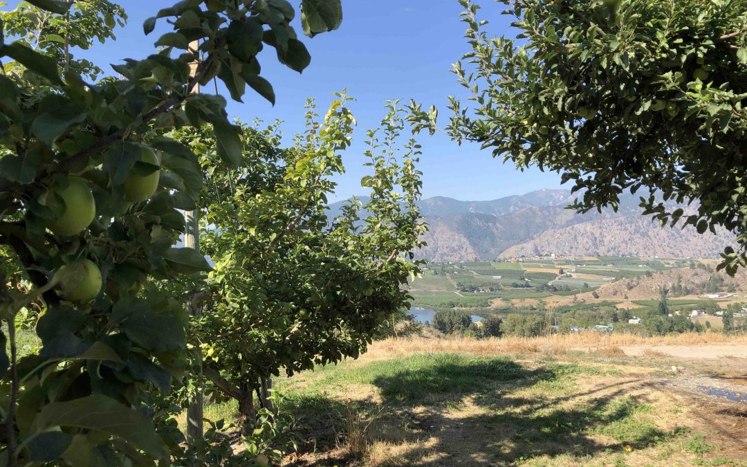 Orchard Camping at Cheval Cellars Winery, WA