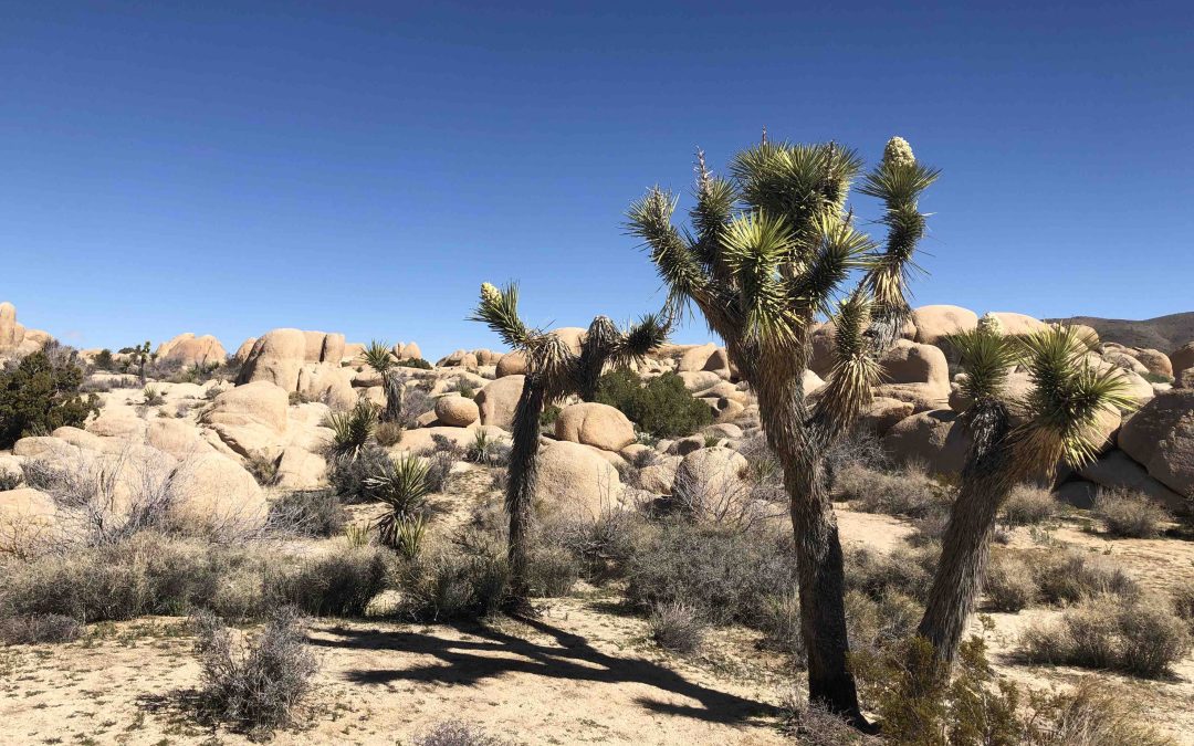 Spring in Joshua Tree: A Blooming Good Time to Visit