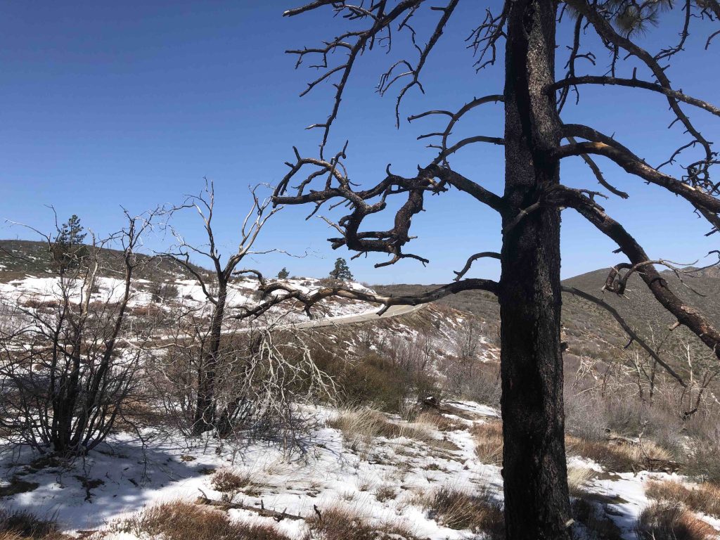 Along Mt Laguna Sunrise Hwy
