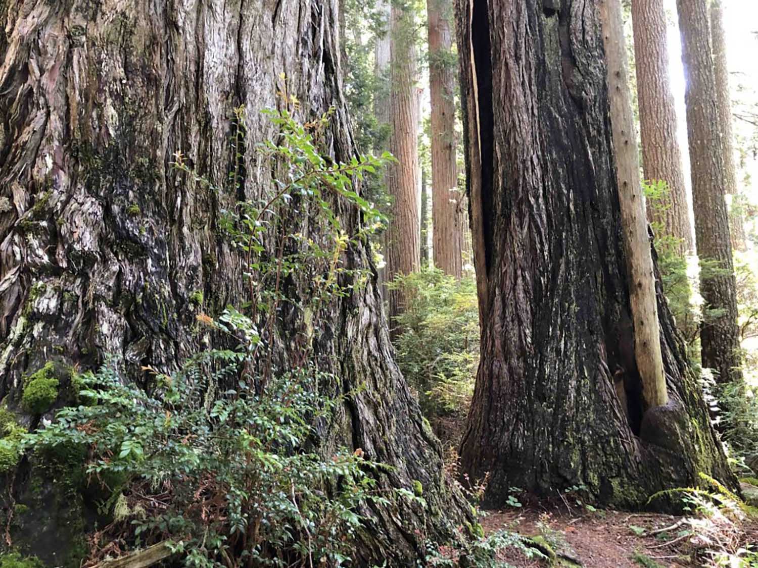 Redwoods seen from a different light angle