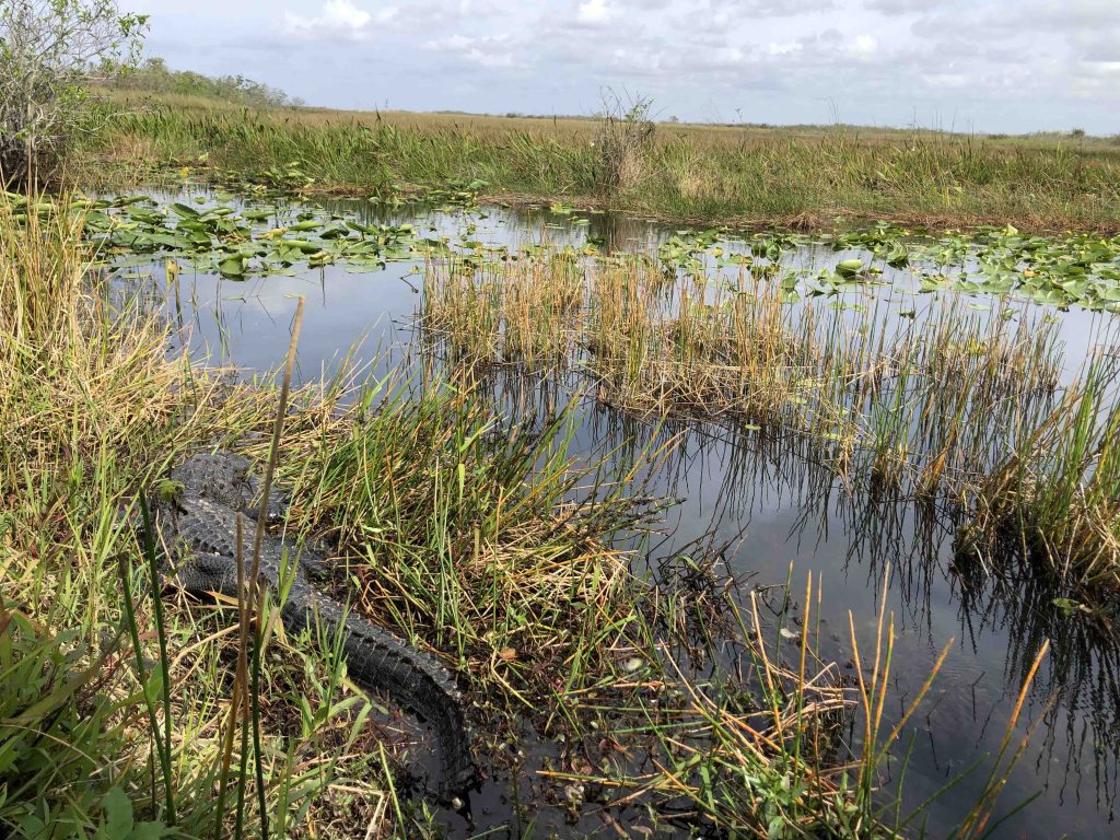 Alligator in Everglades National Park 