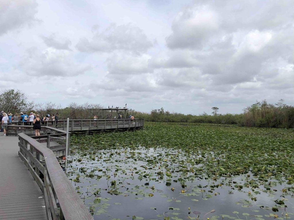 Everglades National Park Boardwalk