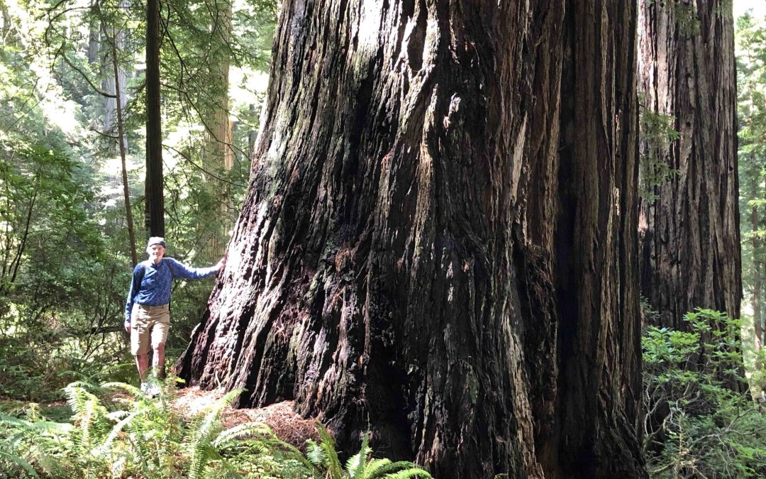 Damnation Creek Trail in Redwood National Park: Mammoth Trees to the Coast