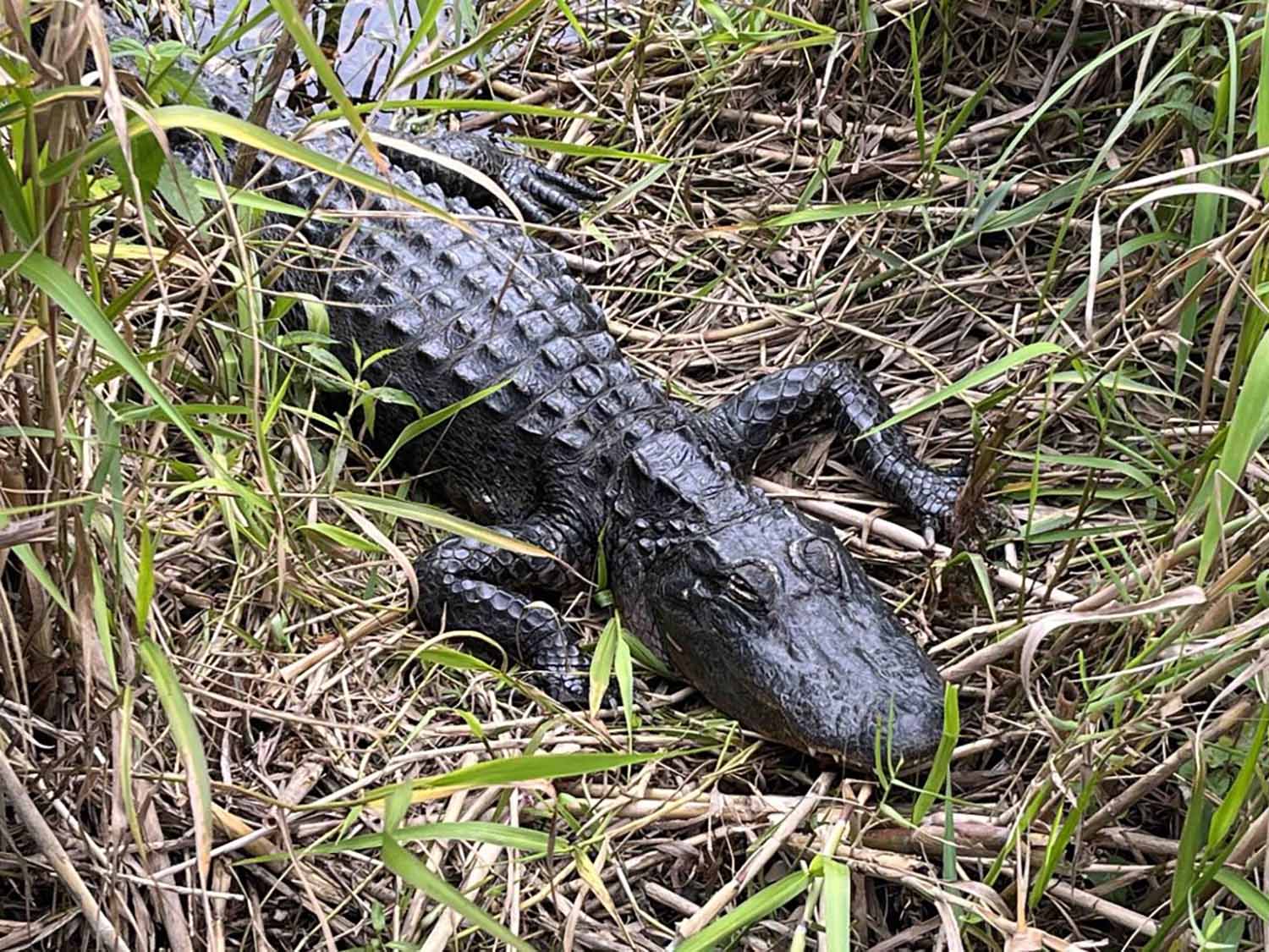 An alligator at Everglades, Florida