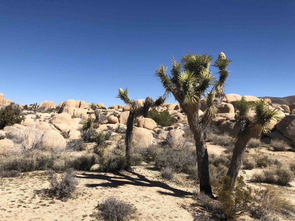 Joshua Tree National Park, California