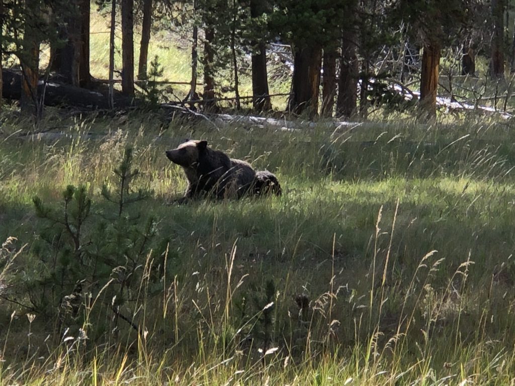 A grizzly bear resting in the natural landscape of Yellowstone National Park